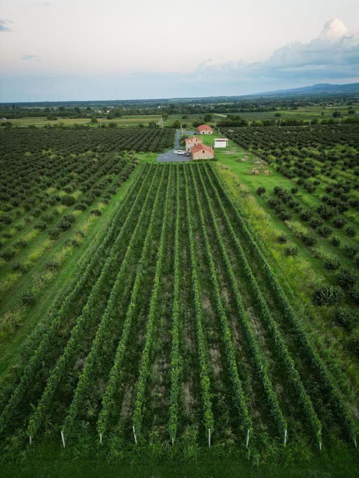 Mestvireni Telavi Exterior foto
